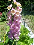 Digitalis